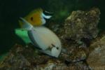 Epaulette surgeonfish *