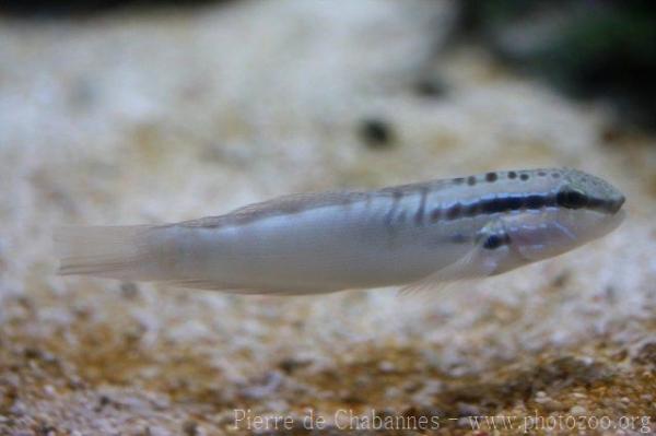Freckled goby *