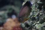 Blacktail angelfish