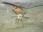 Long-spined slate pen sea urchin