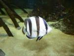 Banded butterflyfish *