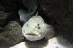 Giant goby *