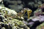 Longsnout seahorse