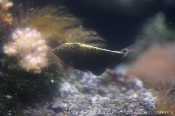Yellowspotted wrasse *