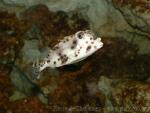 Shortnose boxfish *