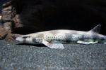 Small-spotted catshark