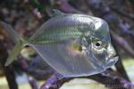 Atlantic moonfish *