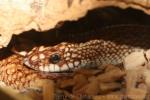 Geay's Madagascar  hognose snake