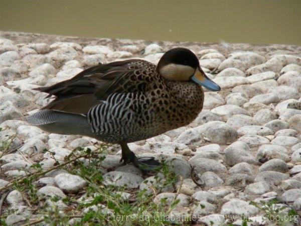 Silver teal *