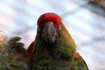 Red-fronted macaw