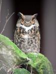Great horned owl *