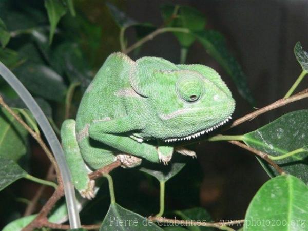 Flap-necked chameleon *