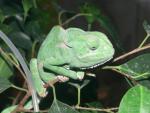 Flap-necked chameleon *
