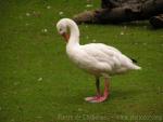 Coscoroba swan *