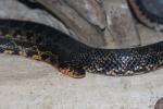 Horseshoe whip snake