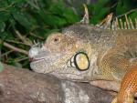 Green iguana *