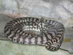 Carpet Python *