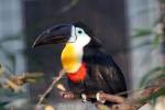 Channel-billed toucan *