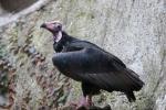 Red-headed vulture