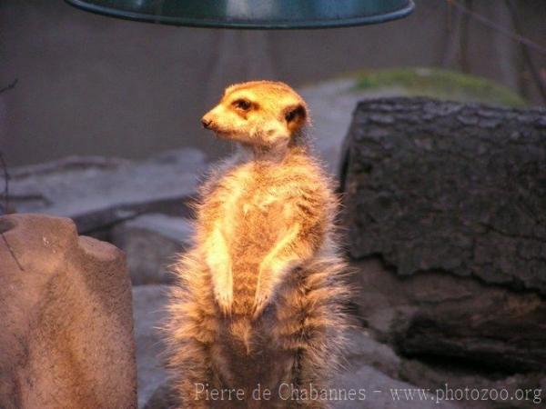 Slender-tailed meerkat *