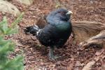 Western capercaillie *