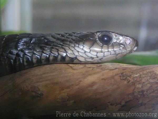 Yellow-throated Bold-eyed Tree snake