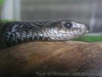 Yellow-throated Bold-eyed Tree snake