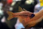 Ochre-striped cardinalfish *