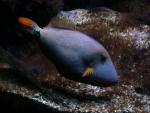 Orange-lined triggerfish *