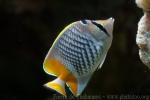 Seychelles butterflyfish