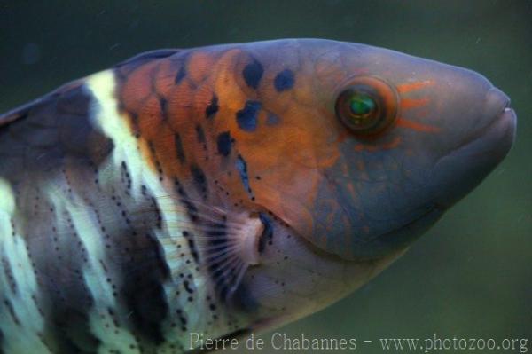 Redbreasted wrasse *