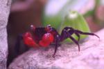 Red devil vampire crab *