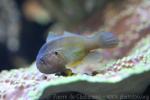 Poison goby