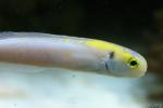 Yellow-spotted tilefish *