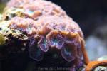 Big polyps blastomussa coral *
