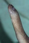 Pink-lipped moray eel