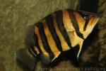 Four-banded tiger perch