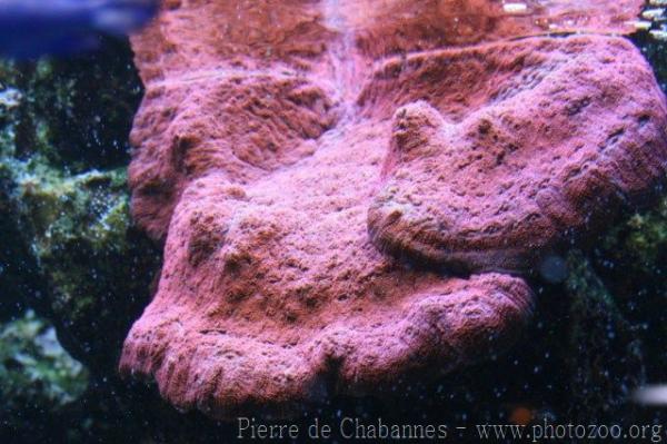 Chalice lime coral