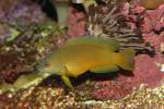 Brown dottyback