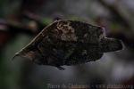 Amazon leaffish *