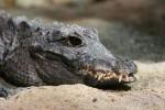 African dwarf crocodile *