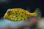 Yellow boxfish *