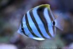Sixspine butterflyfish *