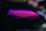Orchid dottyback