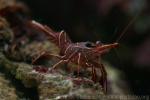 Durban hingebeak shrimp