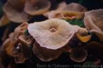 Variable mushroom coral