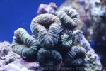 Large brain root coral
