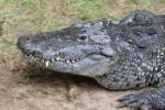Morelet's crocodile