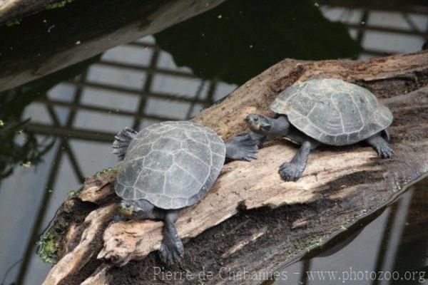 Yellow-spotted river turtle