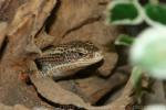 Rough-scaled plated lizard